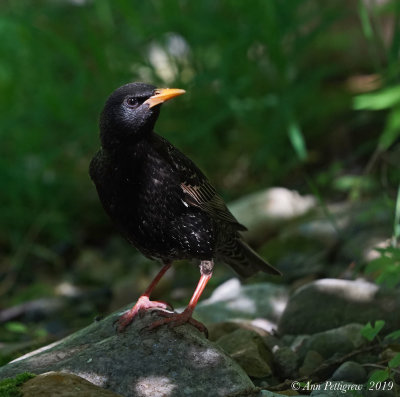 European Starling