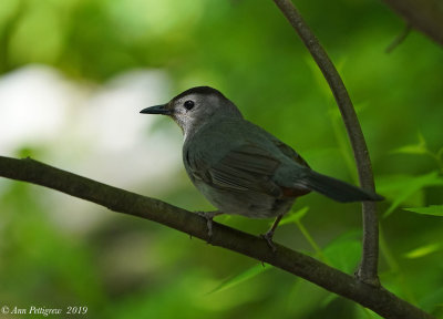 Gray Catbird