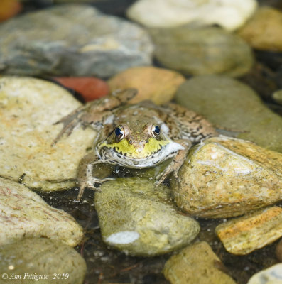 Green Frog
