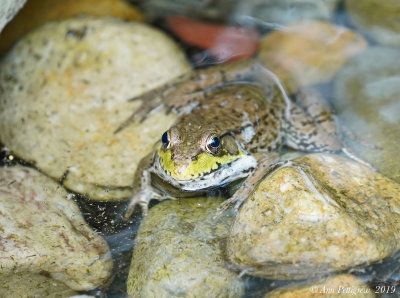 Green Frog