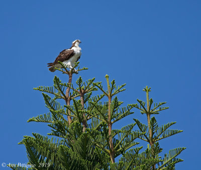 Osprey 