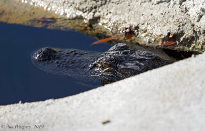 American Alligator