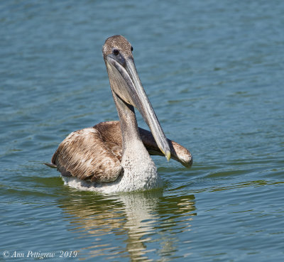 Brown Pelican