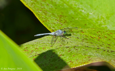 Eastern Pondhawk (Male)