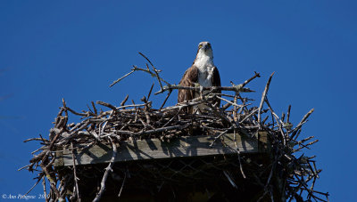 Osprey 