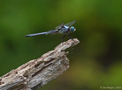 Blue Dasher (Male)