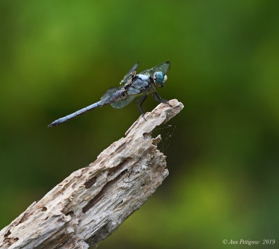 Blue Dasher (Male)