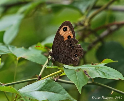 Common Wood-Nymph