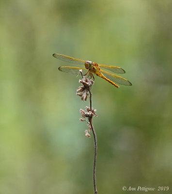 Needhams Skimmer