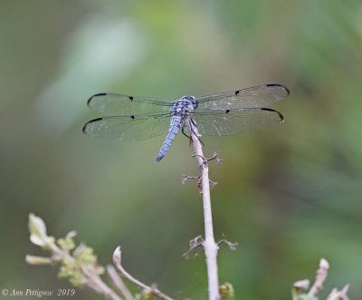 Great Blue Skimmer