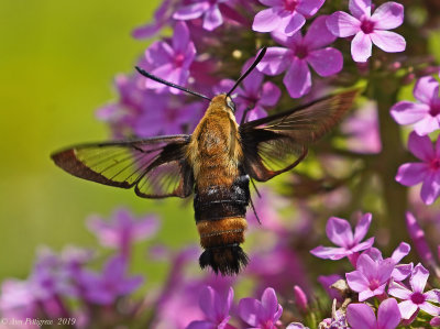 Snowberry Clearwing