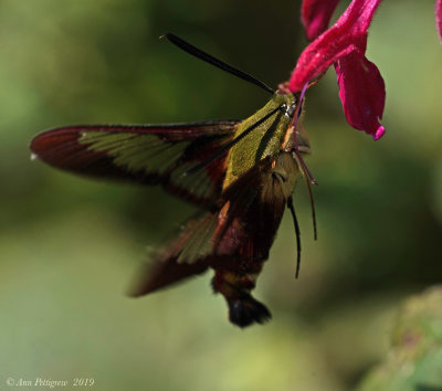 Hummingbird Clearwing