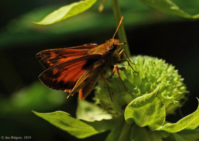 Zabulon Skipper