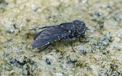 Black Horse Fly