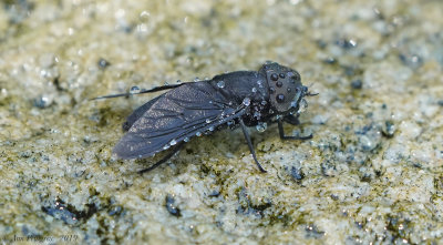 Black Horse Fly