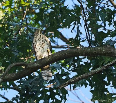 Cooper's Hawk (Juvenile)