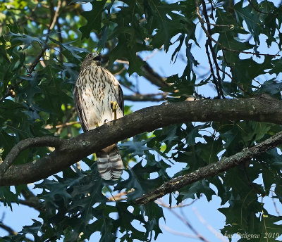 Cooper's Hawk (Juvenile)