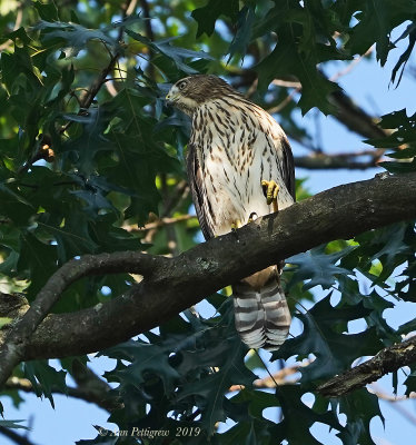 Cooper's Hawk (Juvenile)