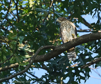 Cooper's Hawk (Juvenile)