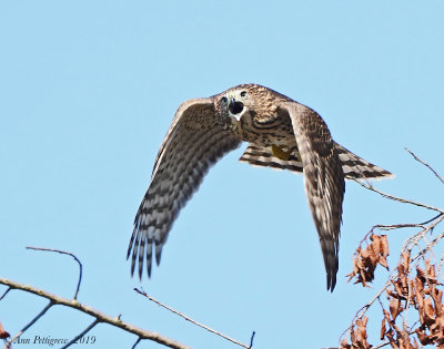 Cooper's Hawk (Juvenile)