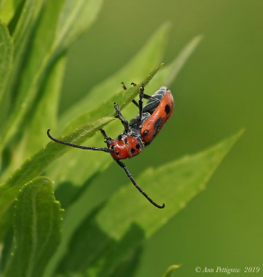 Red Milkweed Beetle
