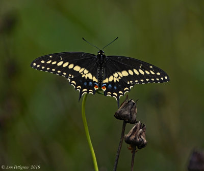 Black Swallowtail (Male)