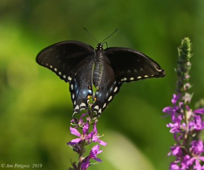 Black Swallowtail (Female) Taking Flight
