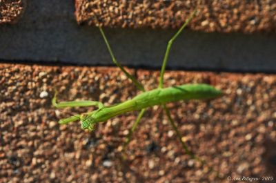 Chinese Mantis