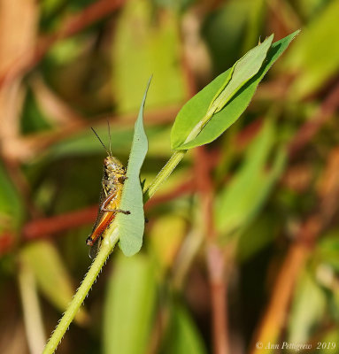 Red-legged Grasshopper