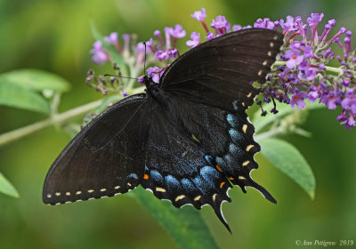 Black Swallowtail (Female)