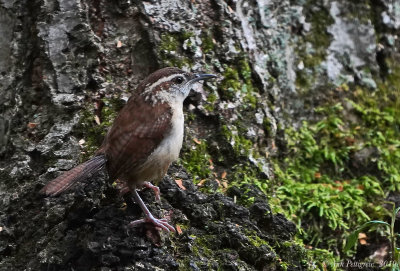 Carolina Wren