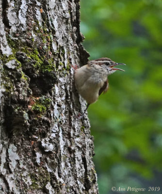 Carolina Wren