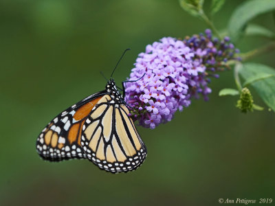 Monarch 