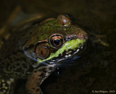Green Frog