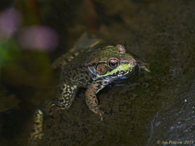 Green Frog