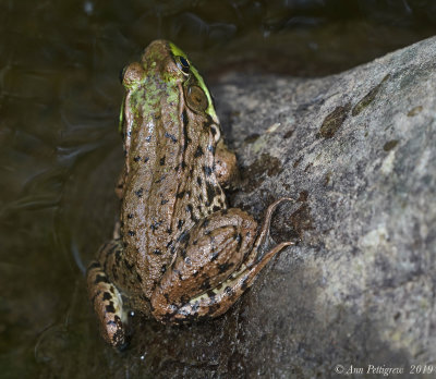 Green Frog