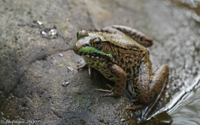 Green Frog