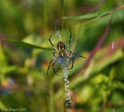 Black-and-Yellow Argiope