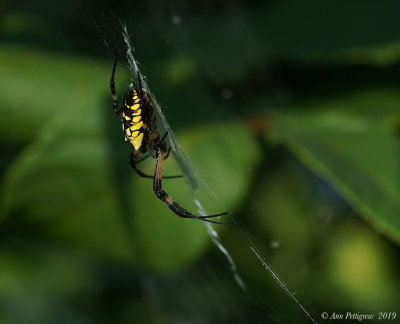 Black-and-Yellow Argiope