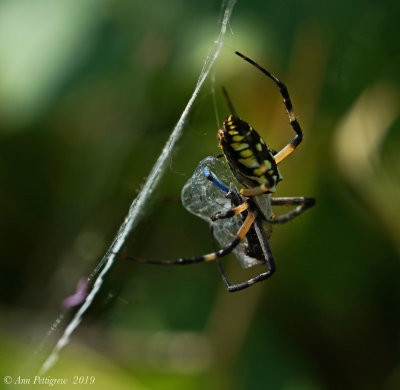 Black-and-Yellow Argiope