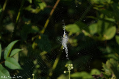 Black-and-Yellow Argiope