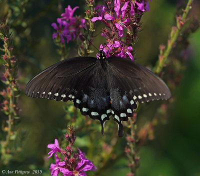 Spocebush Swallowtail
