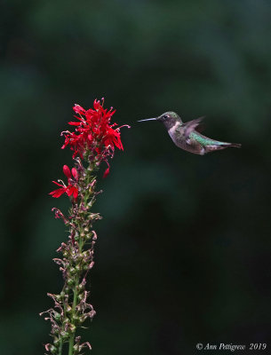 Ruby-throated Hummingbird