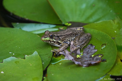 Green Frog - Female