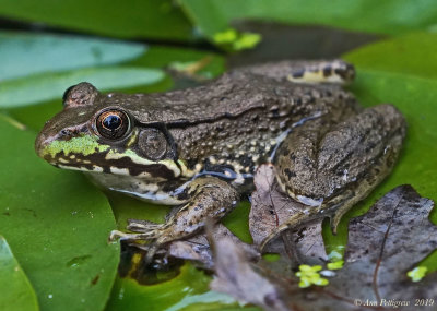 Green Frog - Female