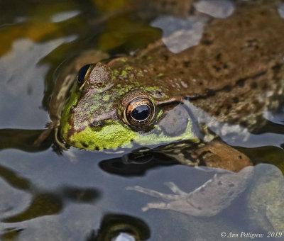 Green Frog - Female