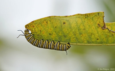 Monarch Caterpillar on Common Milkweed