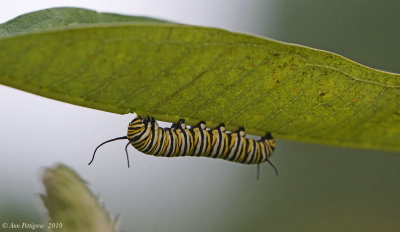 Monarch Caterpillar on Common Milkweed