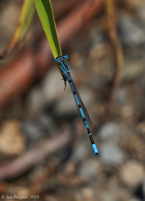 Bluet sp. 