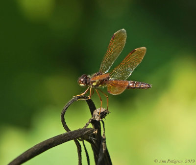 Eastern Amberwing - Male